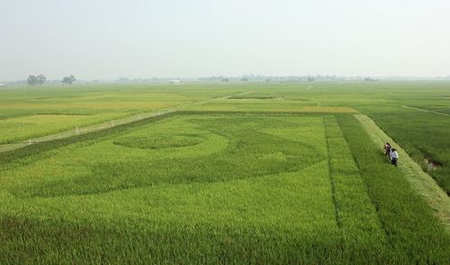 tao-hinh-ban-do-viet-nam-bang-cay-lua