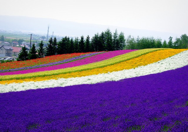 広大な大地 北海道で夏に咲き誇る花の絶景ポイントを見逃すな