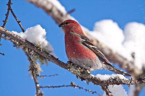 Pine Grosbeak
