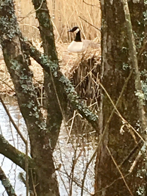 nestingcanadiangoose.jpg