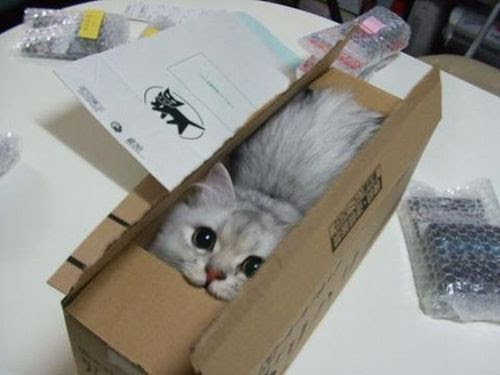 猫が見つけた居心地の良い場所
