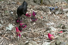 Pink chicks