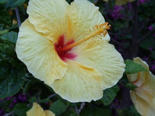 hibiscus flower pictures