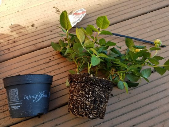 ミニバラを買ったときにすること ミニバラの植え替え
