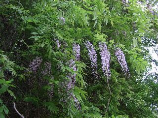 藤の花の天ぷら 豆狸の狩猟 採集的生活のススメ