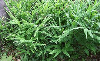 素人さんの家庭菜園 日陰で育つ作物