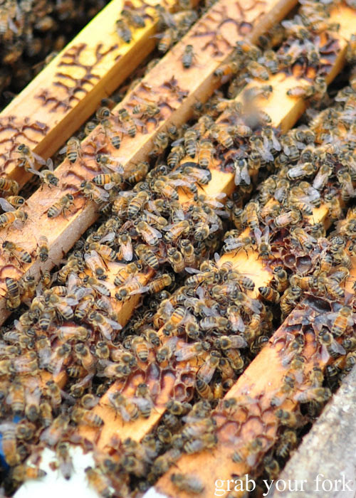 Bee close-up at Buzz Honey Bee Farm