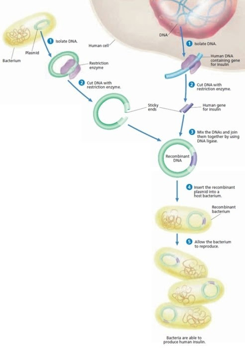 pembuatan insulin