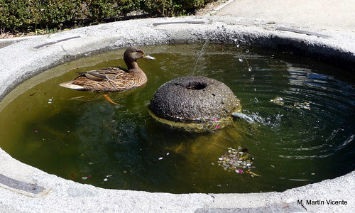 la fuente del pato