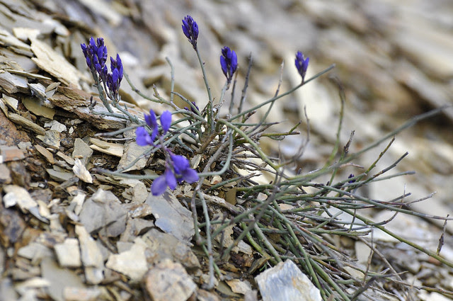 Polygala microphylla