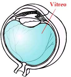 Las Moscas Hilitos Y Manchas Negras Ocularis
