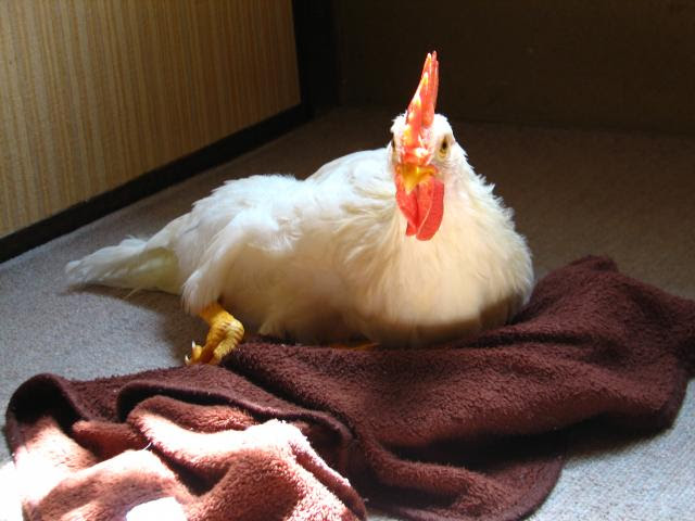 可愛い足 うちのにわとりさん
