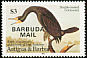 Double-crested Cormorant Phalacrocorax auritus