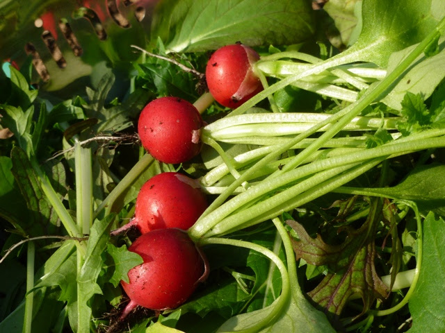 First of this year's produce- salad leaves and radishes both grown in the green house.