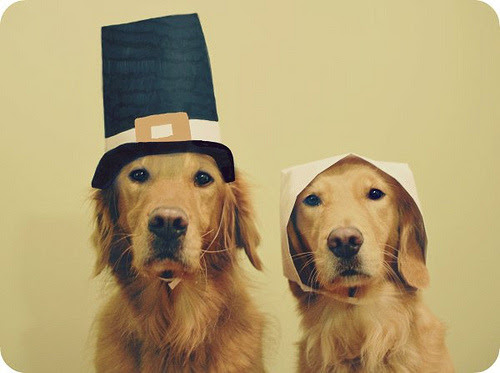 Funny Talking Dogs Photos 4