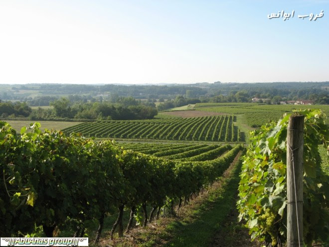 مزارع العنب في اوروبا