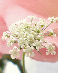 花 レースフラワー 2月17日の花と花言葉 レースフラワー 魅る魅るガーデニング