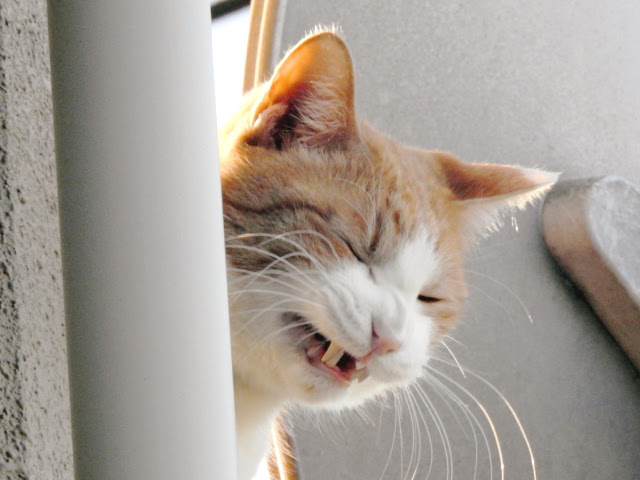 あきらめないで 猫アレルギーと上手に付き合う方法 えんがわ商店