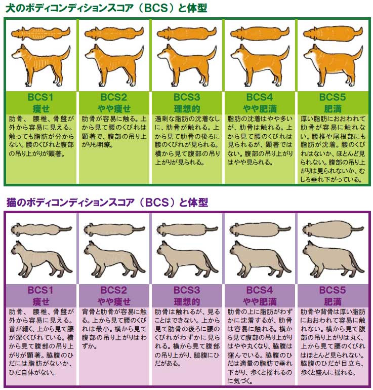 犬と猫の適正体重はbcs ボディコンディションスコア で確認しましょう 株式会社ライフウィズ Life With Inc