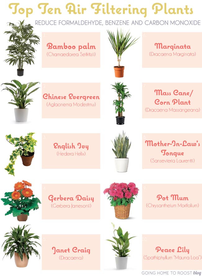 6 House  Plants  that Clean Your Air PositiveMed