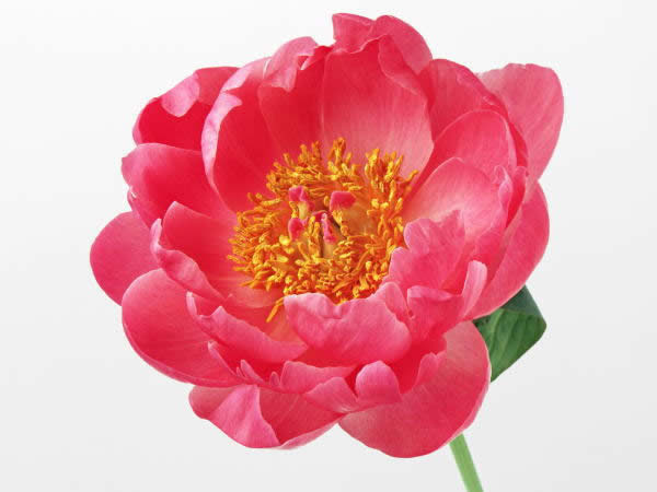 ５月３日 牡丹 ぼたん ３６６日への旅 誕生花編 今日は誕生花