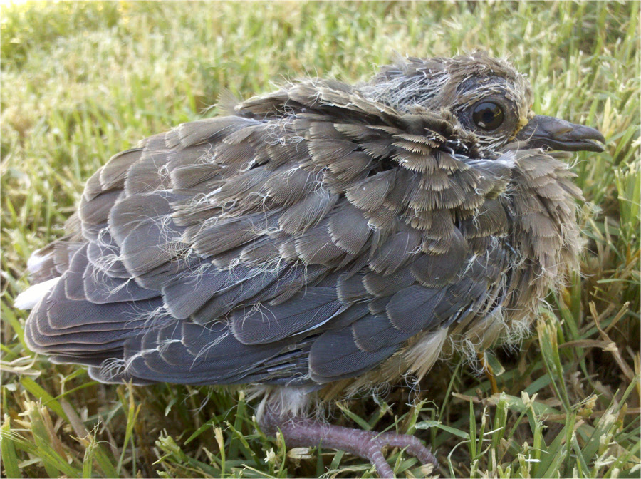 Baby Bird Identification Gallery