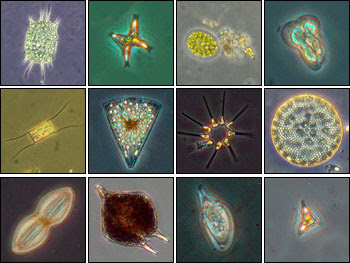 http://zonaikan.files.wordpress.com/2009/12/phytoplankton.jpg