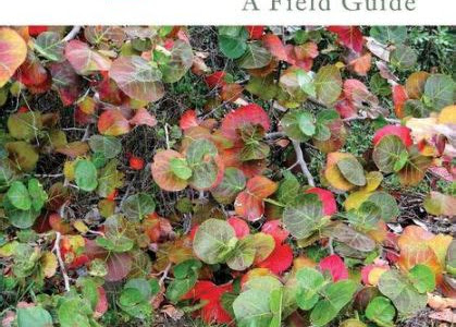 Read Online south florida trees a field guide bill buckley iBooks PDF