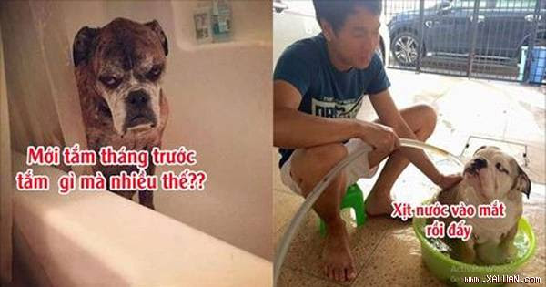 Cười bò với những hình ảnh chú cún cưng ghét tắm nhất Vịnh Bắc Bộ