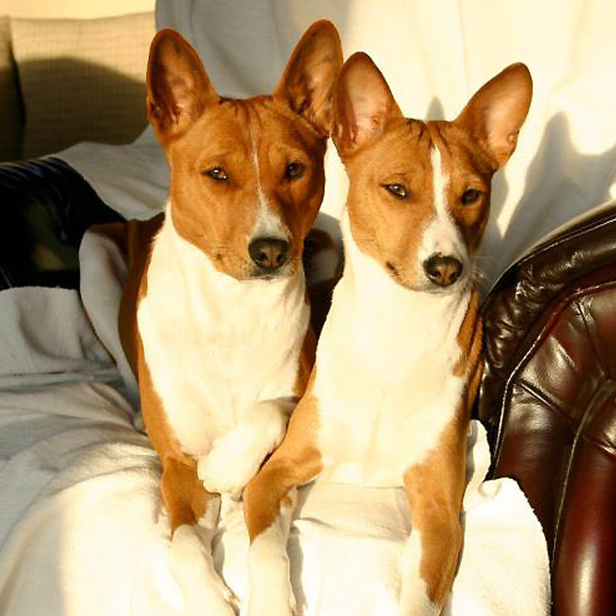 犬なのに毛づくろいが得意 世界最古の犬 バセンジーってどんな犬