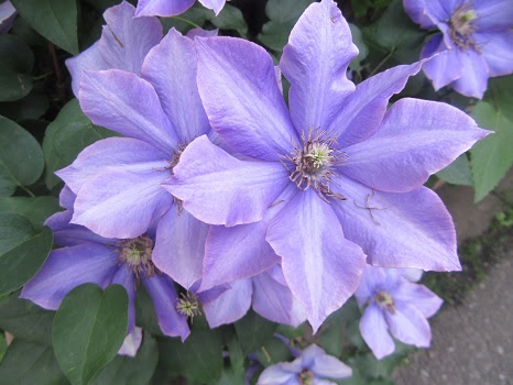 紫の花咲き始めると 梅雨近し そして夏近し 5 18 旧4 23 乙巳