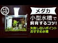 25 ++ アクアリウム 生体 おすすめ 177726-アクアリウム 生体 おすすめ