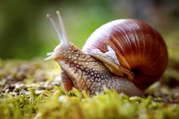 6 Different Types of Snails