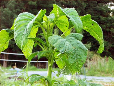 These coupons can be hard to find, but if you look hard enough, you, too, can save 20 percent. Callaloo Amaranth Greens