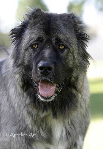 Caucasian Mountain Dog. Caucasian Mountain Dog