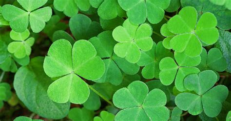 shamrock plant aspca