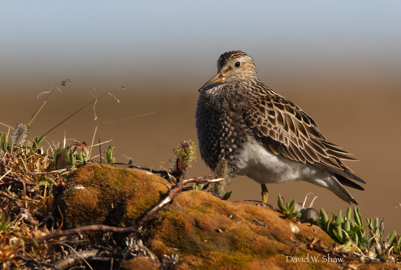 Male Pectoral Sandpiper