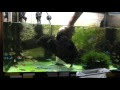 シュリンプ 混泳 110217-シュリンプ 混泳