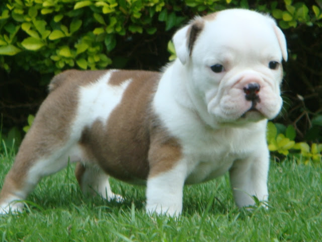 puppies for adoption