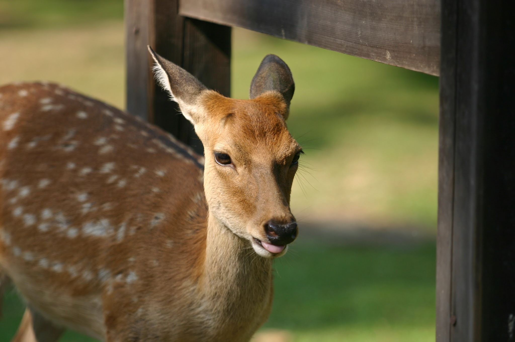 奈良公園のシカの写真 00ピクセル以上のフリー写真素材集