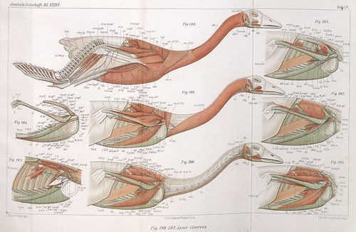 Anser cinereus IN 'Zur vergleichenden Anatomie..' (Vogel - V. 5) 1900 by Max Fürbringer