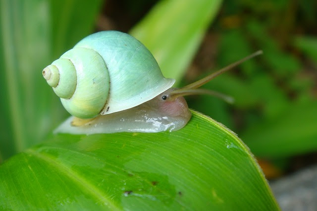 苔むすキセルガイとかわいいアオミオカタニシ いきものいきもの