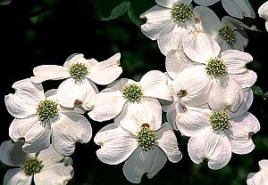 ハナミズキ はなみずき 花水木 の花言葉 花言葉事典