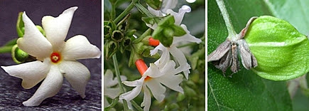 กรรณิการ์ สมุนไพร ให้สีแต่งสีอาหาร