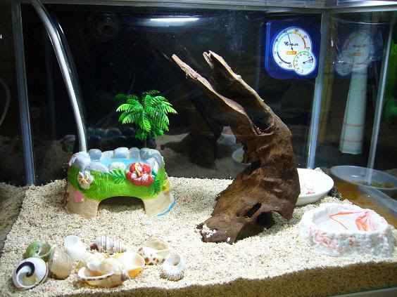 K S Room やどかりハウスセット完了