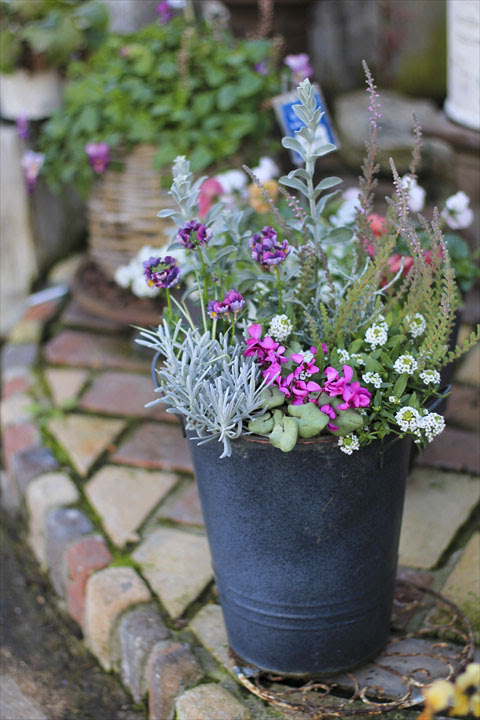 寄せ植え ラストスパート 元気で活きの良い植物専門店エコマルシェオニヅカのブログ