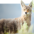 Wolf vs Coyote: What's the main difference?