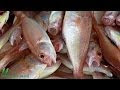 Fish and Diabetes