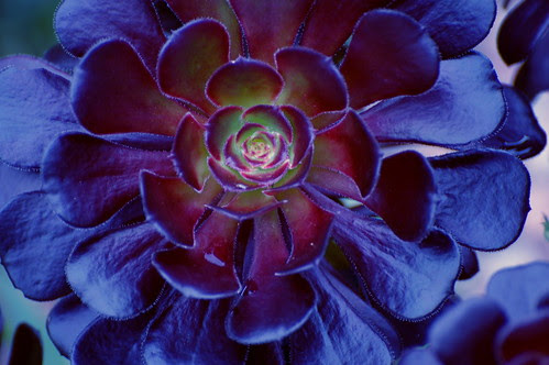 Blue flower