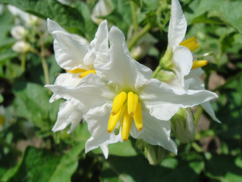 科名 ナス科 野の花図鑑